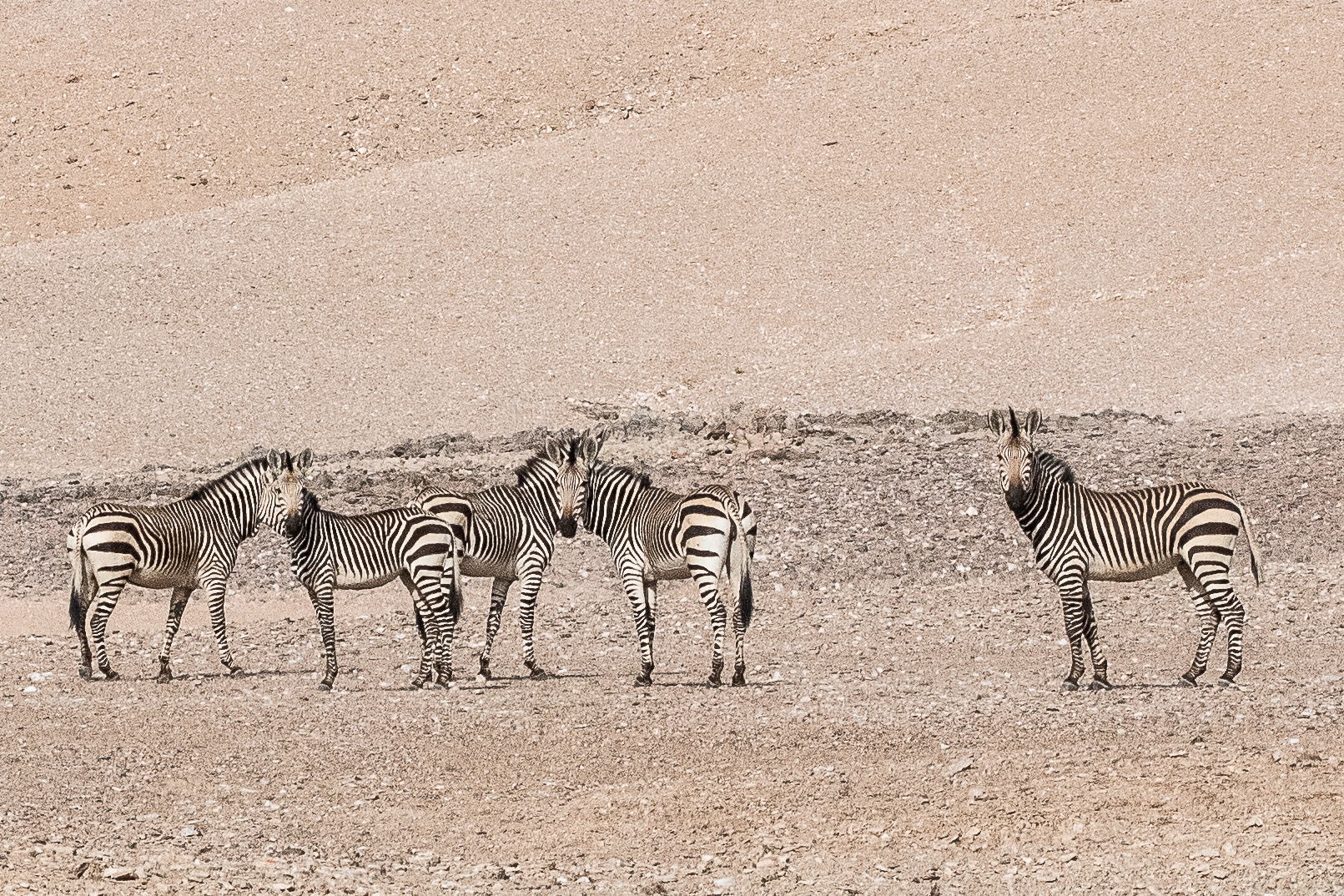 Zèbres de Hartman, sous-espèce du Zèbre de montagne (Hartmann's Mountain zebra, Equus zebra hartmanni), désert du Namib, Kaokoland, Région de Kunene, Namibie.
